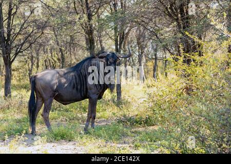 Blue Wildebeest in Kalahari, South Africa Stock Photo