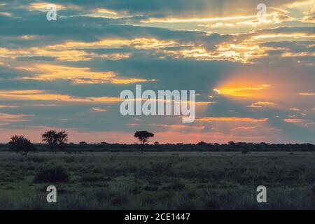 African sunset over plain with acacia tree Stock Photo