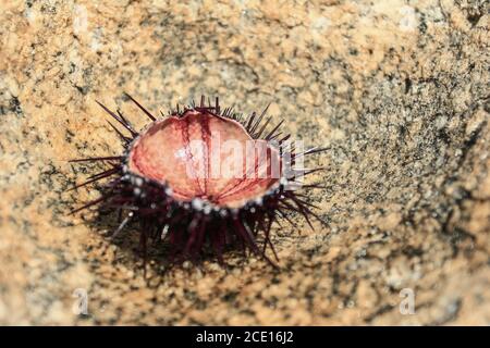 Shell of rich sea. Stock Photo