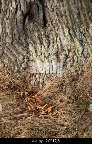 Veteran English Oak tree in Vowchurch Stock Photo