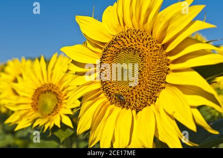 close up of sunflower on field Stock Photo