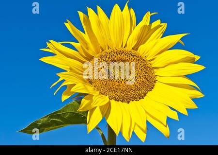 close up of sunflower on field Stock Photo