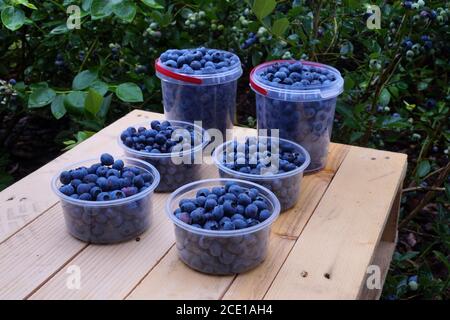 Highbush blueberry (Vaccinium corymbosum L.). Mid-summer is harvest time. Stock Photo