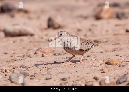 Common Ground-Dove, Columbina passerina, at the Javelina-Martin ranch and refuge near McAllen, Texas, in the Rio Grande Valley. Stock Photo