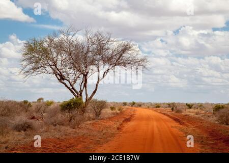 Big tree in the savannah of Kenya, red soil, way through landscape