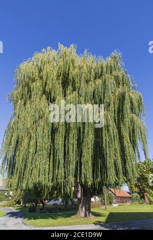 Weeping willow in autumn with full leaf crown Stock Photo