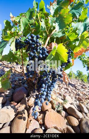 Chateauneuf du Pape vineyards, Cotes de Rhone, France. Stock Photo