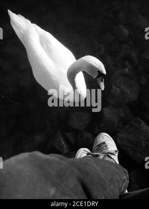 Top view of dangling male legs over water and a beautiful white Swan, taken on the lake Lugano in Switzerland Stock Photo