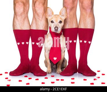 valentines wedding dog in love Stock Photo