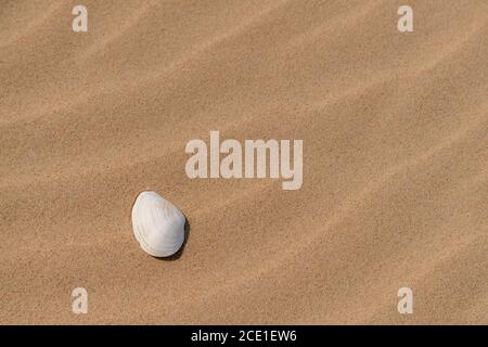 Beautiful white sea shell in the sand on a sunny day at the beach. Seashell laying on sandy background. Nobody. Stock Photo