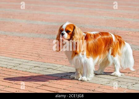 Portrait of a cavaler king charles spaniel on the background of the sidewalk laid with red and gray paving stones. Stock Photo