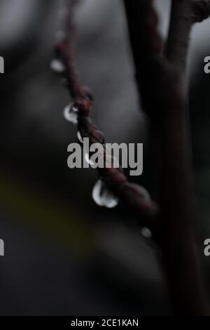 A Close-Up Shot of Drops of Rain Hanging on a Tiny Tree Branch With a Black and Grey Background Stock Photo