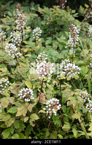 White Baneberry, Actaea pachypoda, white flowers, red stems and leaves, UK Stock Photo