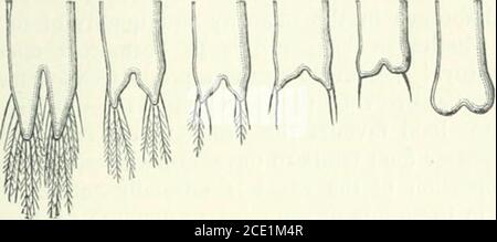 . The study of animal life . Fig. 65.—Side view of male Artemia salinn (enlarged).(From Chamberss Encyclop.) Schmankewitsch on certain small Crustaceans. Among thenumerous species of the brine-shrimp Artemia, the mostunlike arc A. saiina and A. milhausenii  they differ in the en. XIX Influence of Habits and Surroundings 311 shape and size of the tail and in the respiratory appendagesborne by the legs ; they are not found together, but live inpools of different degrees of saltness. Now Schmankewitschtook specimens of ^. salina which live in the less salt water,. Fig. 66.—Tail-lobes of Artemia Stock Photo