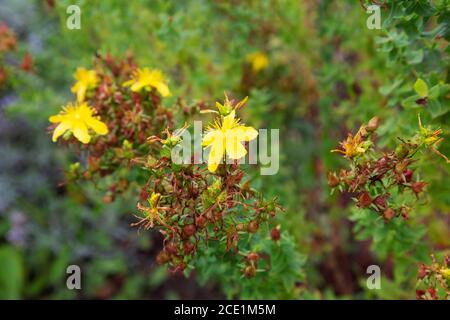 St. John's Wort flowers; the yellow flowers of St Johns Wort, Hypericum perforatum, used to make medication to treat depression, growing in the UK Stock Photo