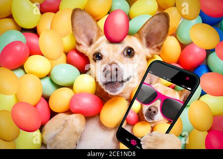 happy easter dog with eggs selfie Stock Photo