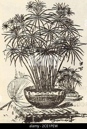 . New floral guide : autumn 1905 . OSTRICH FEATHER PALM COCOS WEDDELLIANA. Christmas Tree Palm (Norfolk island Pinej (Araucaria Excelsa) This is the handsomest and most beauti-ful of all the decorative evergreens for houseculture. It has no equal, but is not oftenseen, because rare and expensive, but we arenow offering nice plants at the followingreasonable prices. Fine sturdy little Trees,6to 3inches high, 60 cts. each; 8 to 10 inches,2 to 3 tiers of branches, from 4 inch pots, 75cts. each, postpaid. Larger and heavier trees,|1.00, $1.50 and |2.00 each, by express. Stock Photo