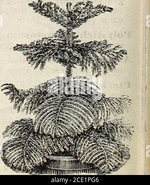 . New floral guide : autumn 1905 . Christmas Tree Palm (Norfolk island Pinej (Araucaria Excelsa) This is the handsomest and most beauti-ful of all the decorative evergreens for houseculture. It has no equal, but is not oftenseen, because rare and expensive, but we arenow offering nice plants at the followingreasonable prices. Fine sturdy little Trees,6to 3inches high, 60 cts. each; 8 to 10 inches,2 to 3 tiers of branches, from 4 inch pots, 75cts. each, postpaid. Larger and heavier trees,|1.00, $1.50 and |2.00 each, by express.. ARAUCARIA tXCELSA UMBRELLA PLANT, CYPERUSALTERNIFOLIA SPECIAL OFFE Stock Photo