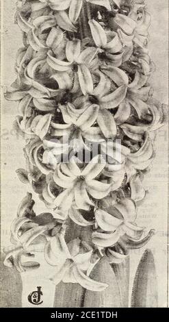 . New floral guide : autumn 1905 . ^ s^^^ . , kM ^ SINGLE NAMED HYACINTH MORENO. HYACINTHS are the most useful andpopular of all hardy bulbs. They come inmany lovely shades, and are exceedinglybeautiful and fragrant. When planted inopen ground in the Fall they bloom splen-didly very early in Spring, and for houseculture in pots they surpass all other flow-ers in exquisite beauty and delightful fra-grance. They are among the easiest of allflowers to grow, and are absolutely sureto bloom. 5PEC1AL NOTICE.—Our Hyacinth Bulbsare all an extra fine grade, specially selectedfor us by the Holland Growe Stock Photo