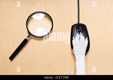 click with paw on computer mouse Stock Photo