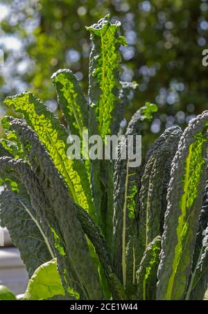 Lacinato kale a popular vegetable Stock Photo