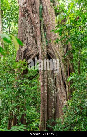 Large weeping fig in the Gunung Leuser National Park on the island of Sumatra in Indonesia Stock Photo