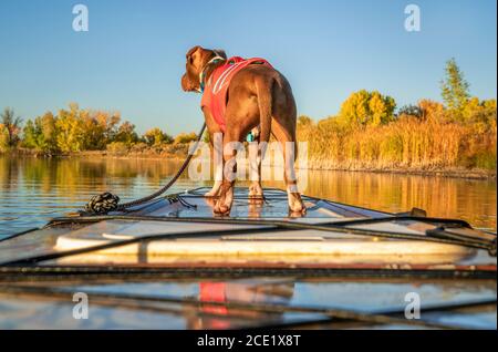 Pitbull on sale life jacket