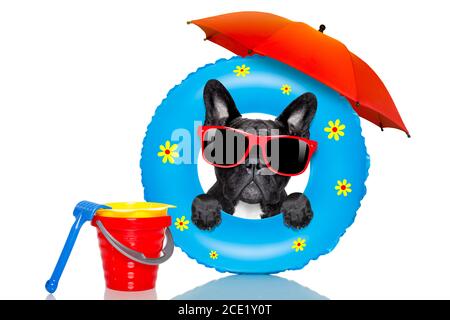 dog sunbathing with  air mattress in summer Stock Photo
