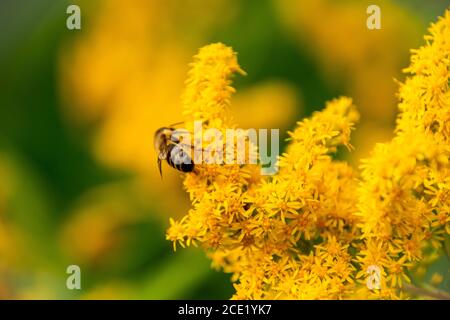 Worker bee collects nectar from a Goldenrod wildflower. Honey Bee over the yellow flower in blur background. Late bloomers. Solidago gigantea, Stock Photo