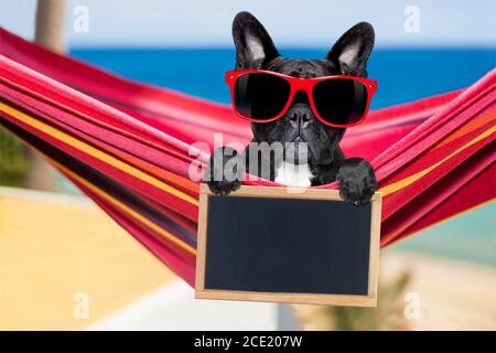 french bulldog dog on hammock at the beach relaxing on summer vacation ...