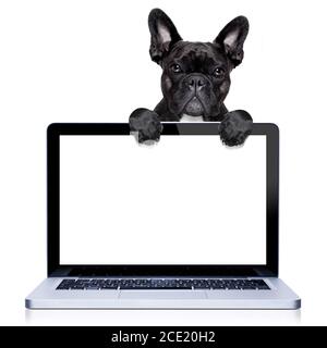 computer dog Stock Photo