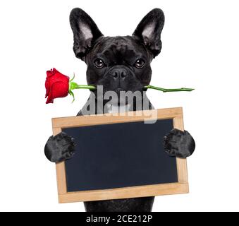 valentines rose dog Stock Photo