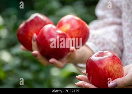 Beautiful red apples in the female hands Stock Photo