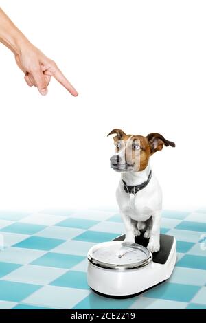 dog on scale , with overweight and guilt Stock Photo