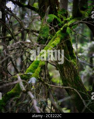 Moss-covered branches and tree trunk in a dense temperate woodland, creating a dark natural forest texture. Stock Photo