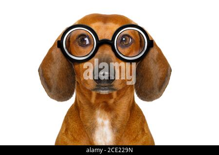 dumb nerd silly dachshund Stock Photo