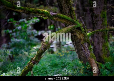 Moss-covered tree branches in a dark temperate woodland with green forest floor and natural moody light. Stock Photo