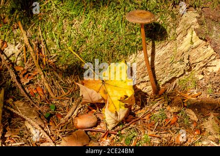 Forest floor in autumn. Close-up of coarse woody debris, with a mushroom, a withered leaf, green moss, an acorn, with brown spruce needles etc. Stock Photo