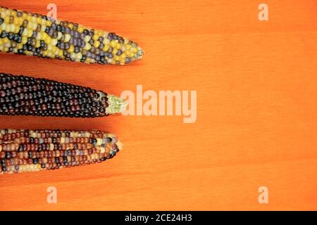 Multicolor harvested corn cobs on a orange background with free space for text Stock Photo