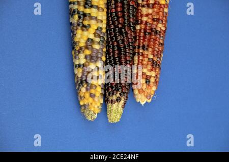 Multicolor harvested corn cobs on a blue background Stock Photo
