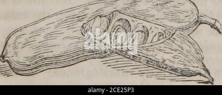 . The elements of materia medica and therapeutics (Volume 2) . Papilionaceous flowers. Fig. 220.. Legumes of Ceratonia Siliqua. THE QUINQUINO. 563 Fig. 221. Stock Photo