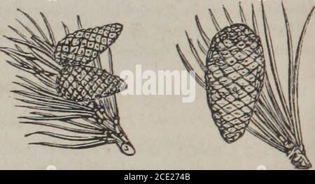 . The elements of materia medica and therapeutics (Volume 2) . Fig. 174. &gt;.:#7«fc-. Fig. 171. Pinus sylvestris. Fi». 172. Branch ami cones of ditto. Stock Photo