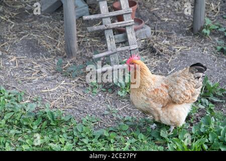 single hen at ladder to its habitation Stock Photo
