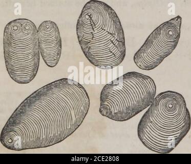 . The elements of materia medica and therapeutics (Volume 2) . etermined species of Can-na. When examined by the microscope its par-ticles are found to be distinguished from those ofall other commercial feculas by their great size,which exceeds that of every other starch particlewhich I have hitherto examined. Their shape isoval or oblong; generally more or less ovate. Thecircular hilum is usually placed at the narrow ex-tremity ; very rarely it is double. The rings arenumerous, regular, close, but somewhat unequallyso. The hilum and the body of the particle arefrequently cracked. Examined by Stock Photo