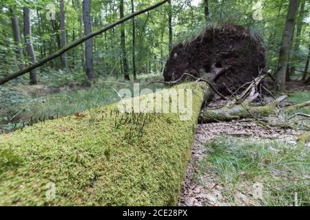 fallen tree in natural forest Stock Photo