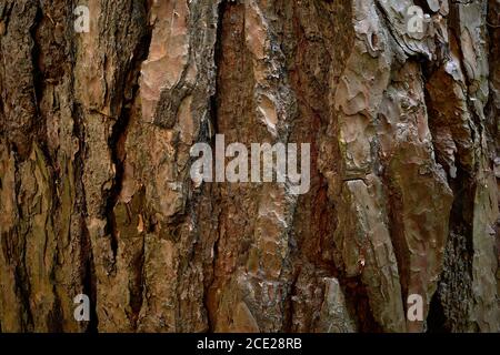 Rough bark of pine tree. Segmented surface of coniferous tree skin Closeup photo. A textured, uneven, gnarled, bulging, corrugated rind of pine tree Stock Photo