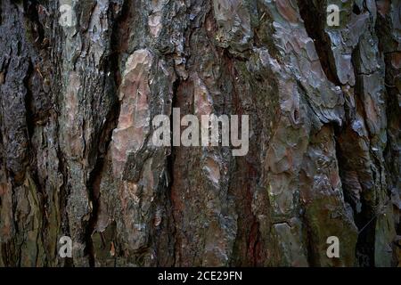 Brownish, green-gray, red copper pine peel with deep cracks. Scaly pine skin. Pine tree rind texture. Aged patterned skin of Pinus sylvestris. Stock Photo