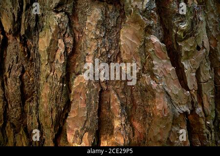 Sunbeam on textured pine bark. Green-gray, red copper pine peel. A textured surface of grooved, intricate, rugged, segmental evergreen conifer tree Stock Photo