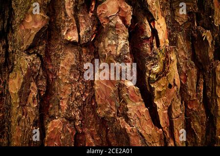 Old relief, wrinkled pine bark. Brownish, orangey, reddish, yellowish colours. Relief bark of old pine - Pinus sylvestris. Close-up photo Stock Photo