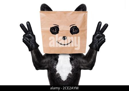 dog with paper bag on head Stock Photo